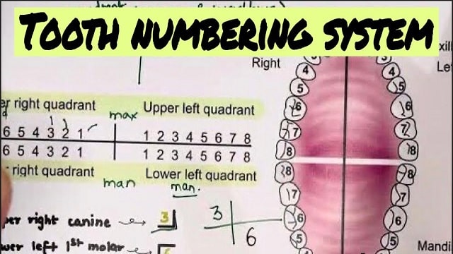 Tooth Numbering System