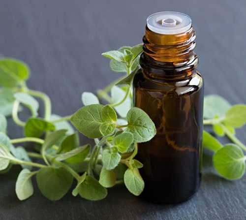 oregano oil