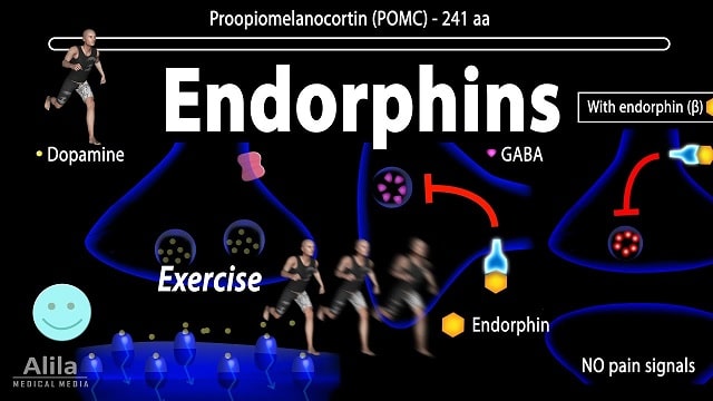 Endorphin