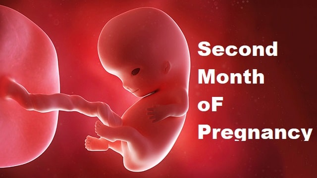 Second Month Pregnancy