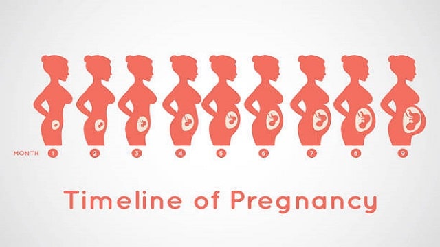 Stages And Evolution Of Pregnancy