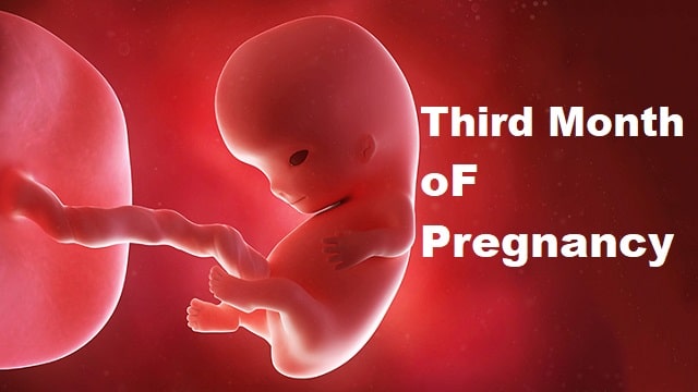 Third Month Pregnancy