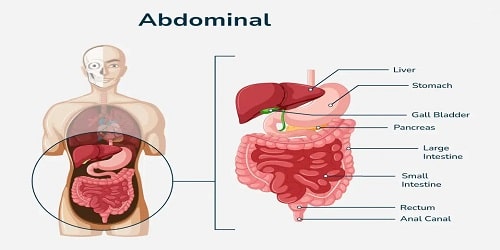 Abdomen