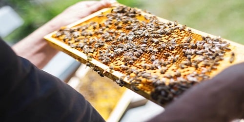 Beekeeping Meaning