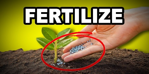 Fertilizer