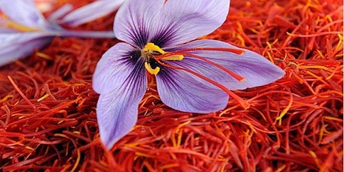 Saffron Meaning