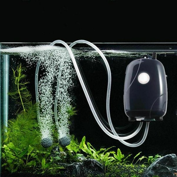 Aquarium Air Pump Or Aerator: What You Need To Know