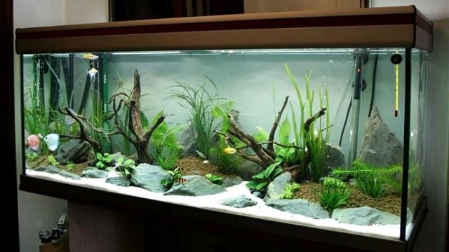 How To Create A Tropical Aquarium