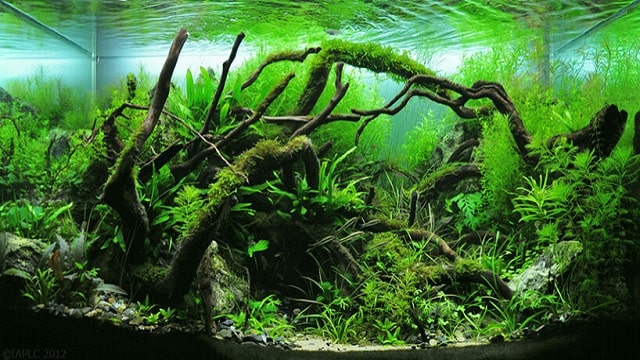 Aquascaping Or Aquatic Landscaping