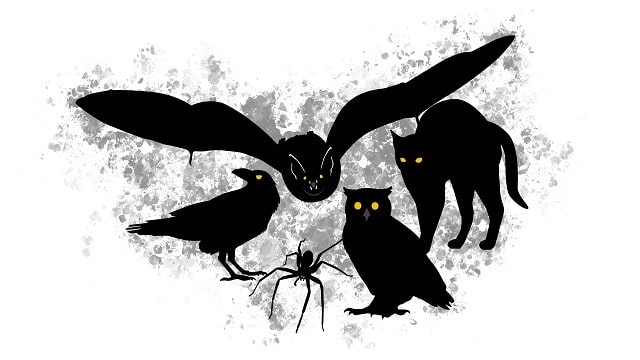 Black cats, spiders, bats.