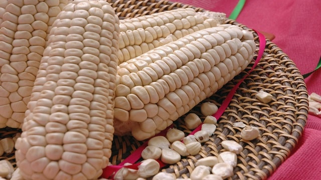 Cacahuazintle Corn