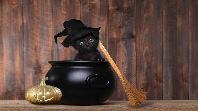 Dress Up Your Cat For Halloween