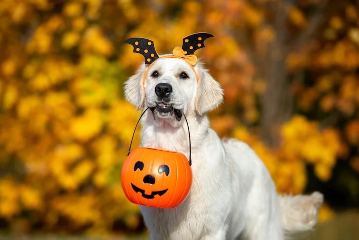 Dress Up Your Dog For Halloween