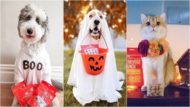 Halloween Costumes For Your Pet