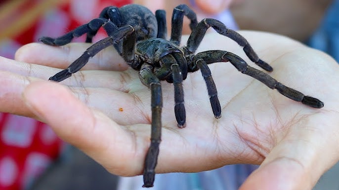 Myths And Truths About Tarantulas