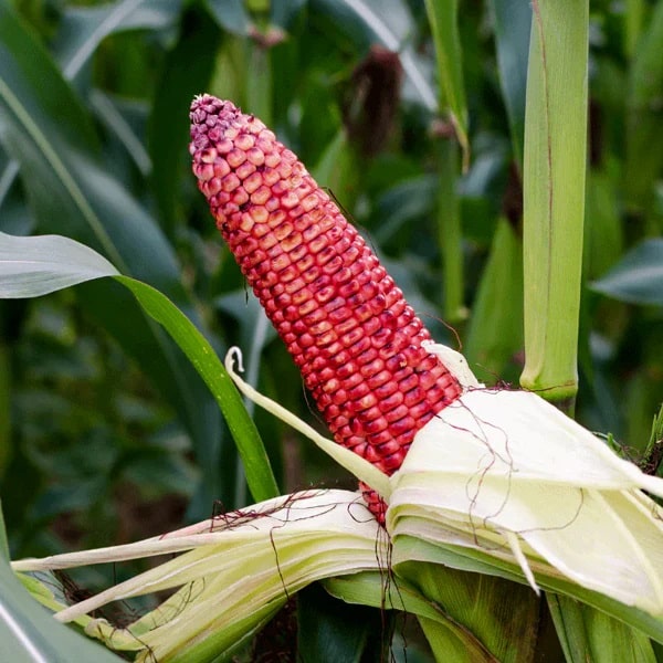 Red corn