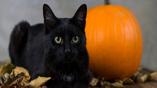 Halloween black cat