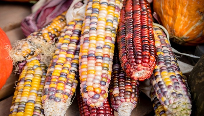 Toluca corn