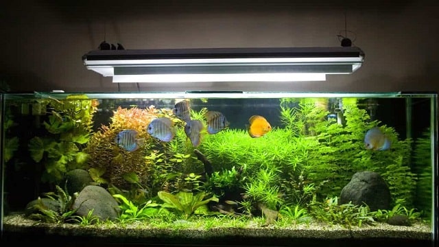 Types Of Aquarium Lamps