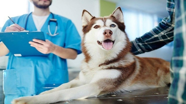 Veterinarians Near Me List 2024