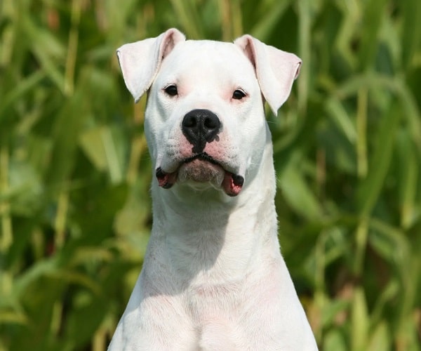 Argentine Dogo