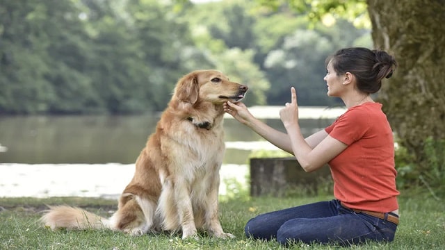 At What Age Should Your Dog Learn to Control Its Needs