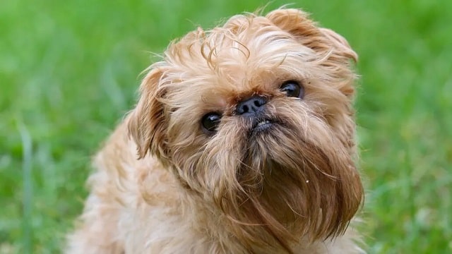 Belgian Griffon