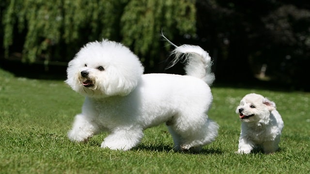 Bichon Frise