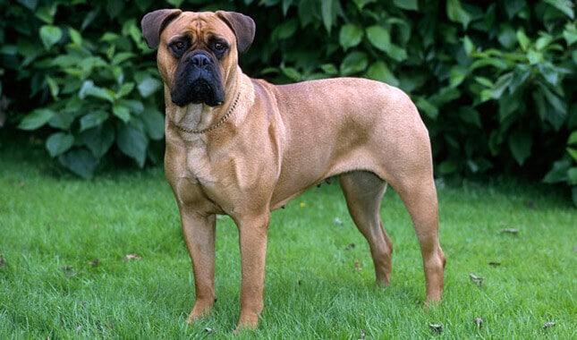 Bullmastiff