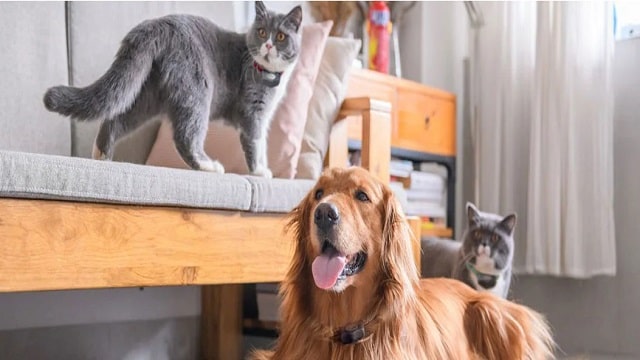 Can I Have A Dog And A Cat Living In The Same House