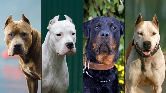 Dangerous Dog Breeds In The World