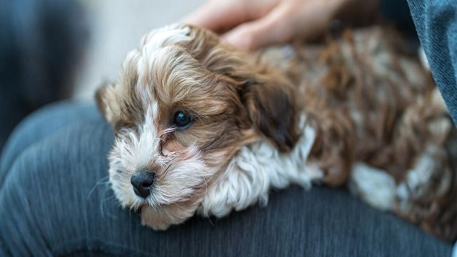 Dog Breeds That Should Not Live In An Apartment