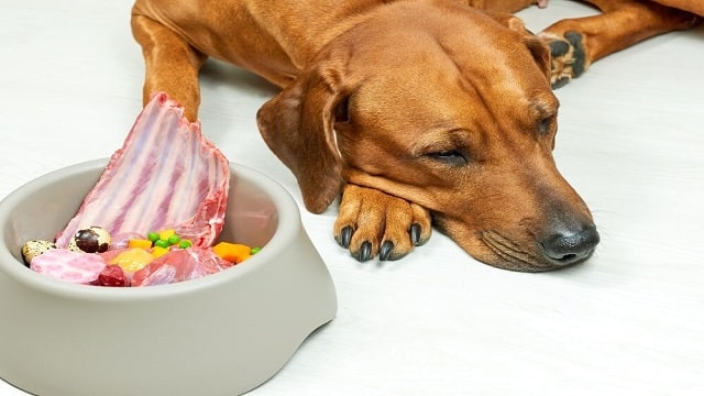 Gastroenteritis In Dogs