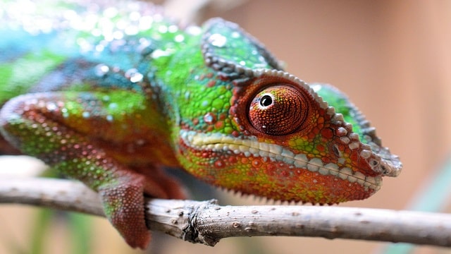 Having A Chameleon At Home