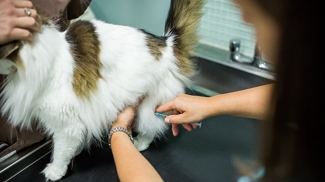 How And When Should I Vaccinate My Cat