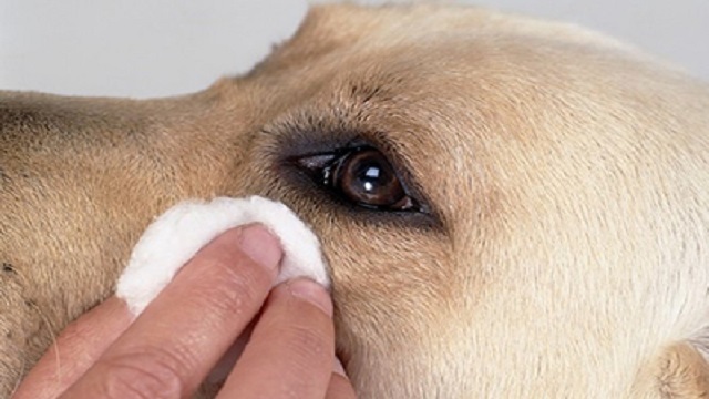 How To Clean A Dog's Eyes