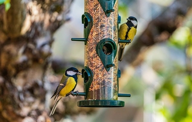 How To Feed A Bird Correctly