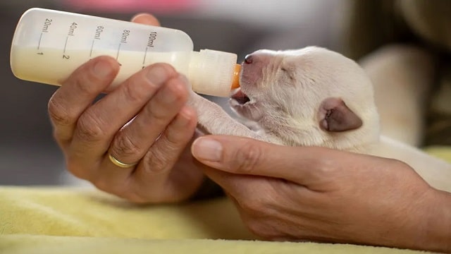 How To Feed A Newborn Puppy