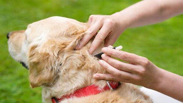 How To Get Rid Of Fleas And Ticks On Dogs