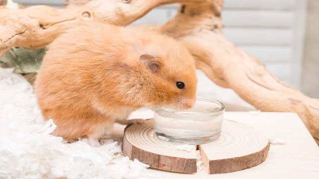 How much water should a hamster drink