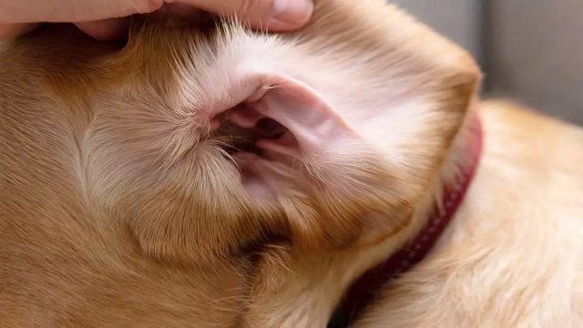 How To Clean A Dog's Ears