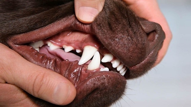 How To Clean A Dog's Teeth