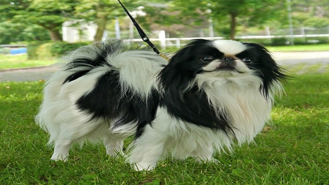 Japanese Spaniel