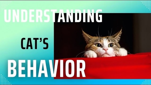 Keys to understanding your cat's behavior