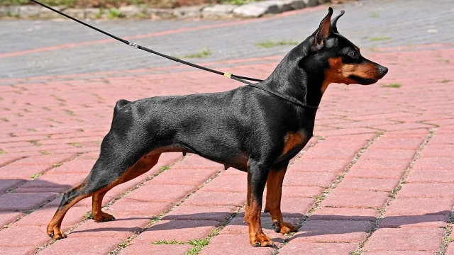 Miniature Pinscher