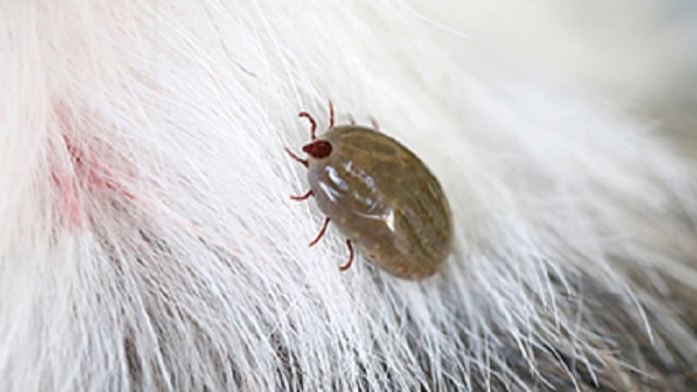 Parasites in Dogs Symptoms