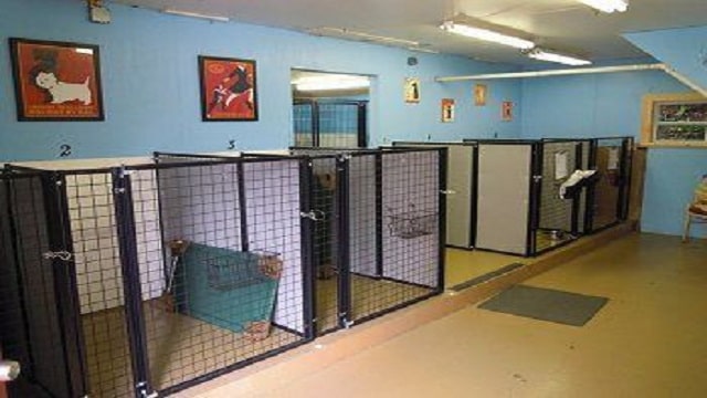 Pet hotels and kennels