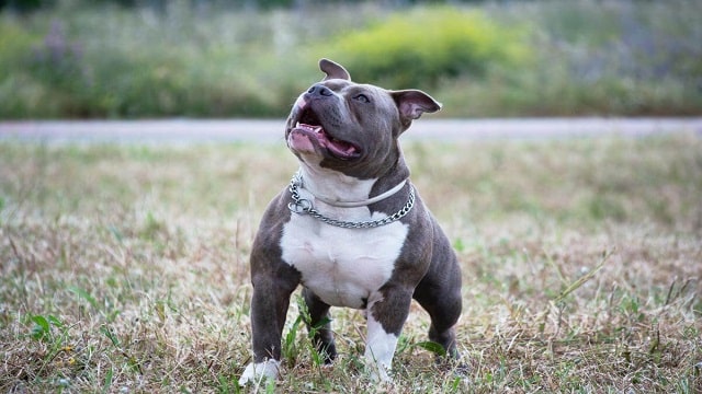 Pitbull