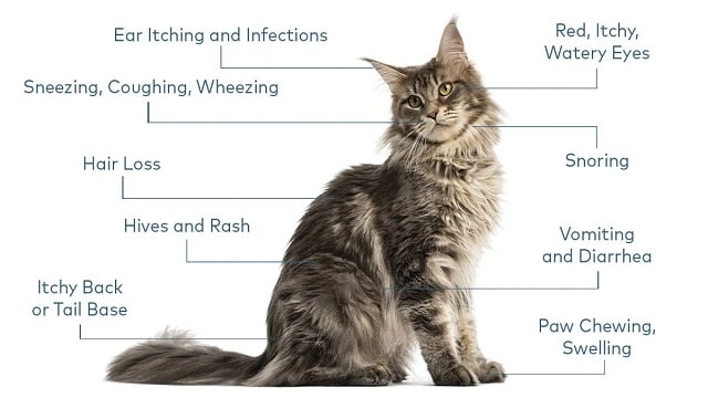 Preventing And Minimizing Cat Allergy Symptoms