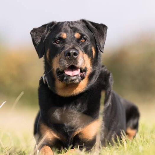 Rottweiler